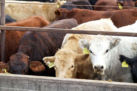 Kerwee-Feedlot__-159-thumb.jpg