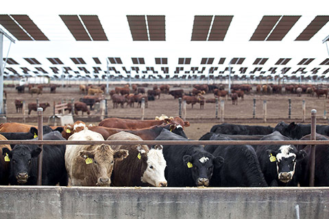 Kerwee-Feedlot__-161-thumb.jpg