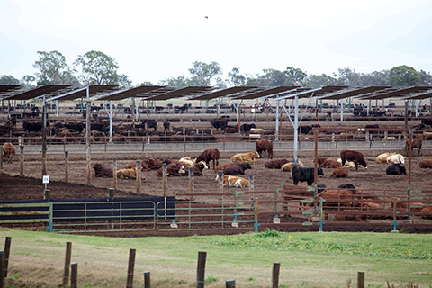 Kerwee-Feedlot__-273-thumb.jpg