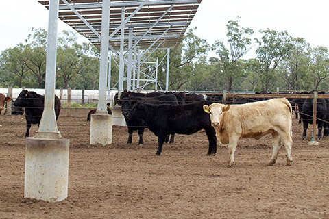 Kerwee-Feedlot__-274-thumb.jpg