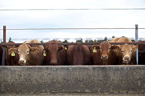 Kerwee-Feedlot__-94-thumb.jpg