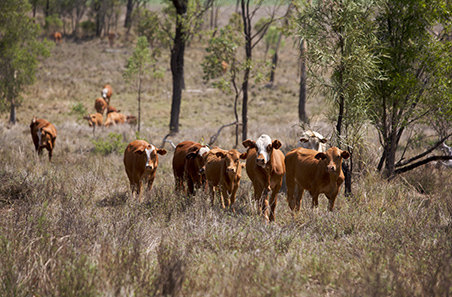 The latest on lumpy skin disease | Meat & Livestock Australia