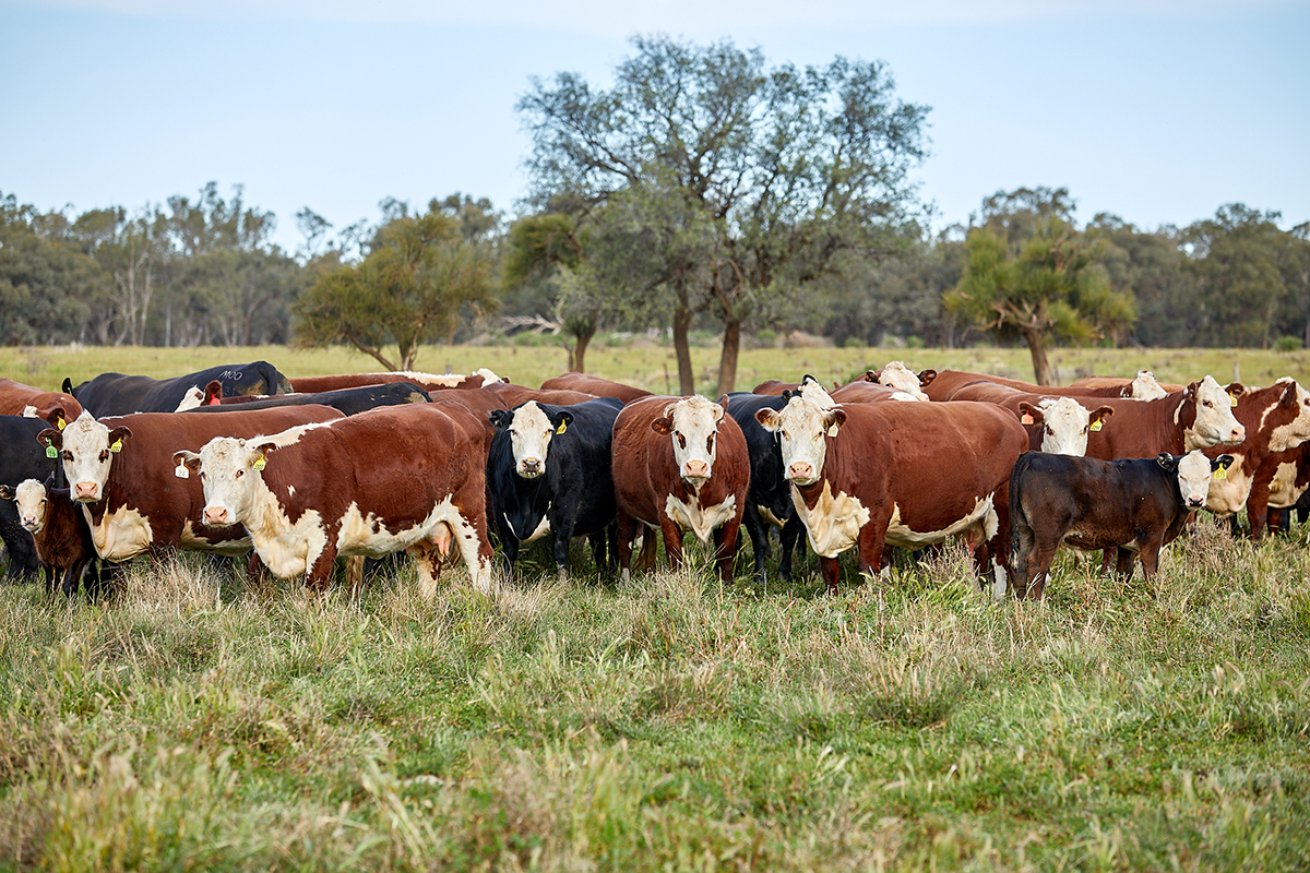 Australia’s cattle herd to reach largest size in nearly a decade | Meat ...