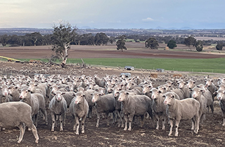 Confinement Feeding Ewes, i$ it worth it?