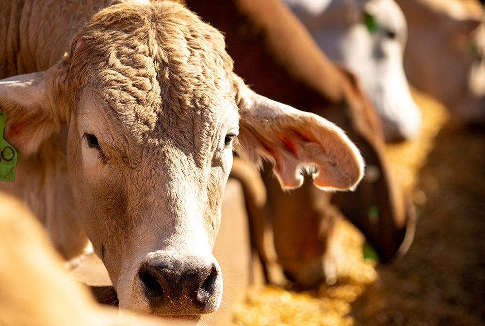 MLA State of the Industry Report 2025 is out now