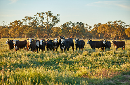 Demand for Aussie beef continues to grow in South-East Asia