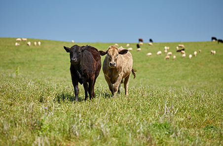 Weekly cattle and sheep wrap