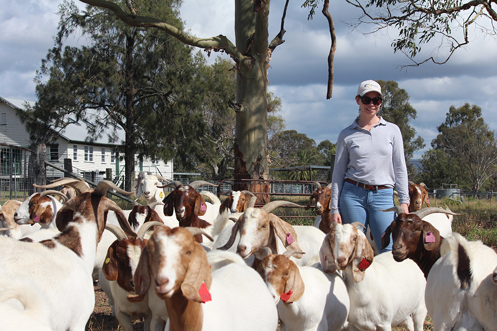 Industry game-changer: Goat Sustainability Project underway | Meat ...