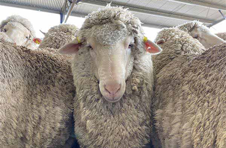 Market information resources for the red meat industry