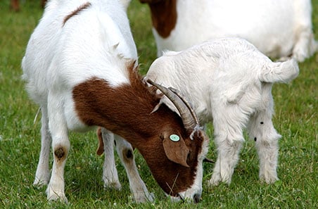 Goat Fencing