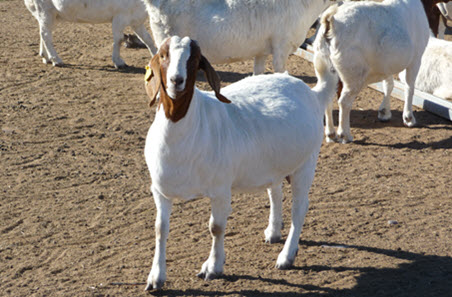 A guide to visual assessment of goats