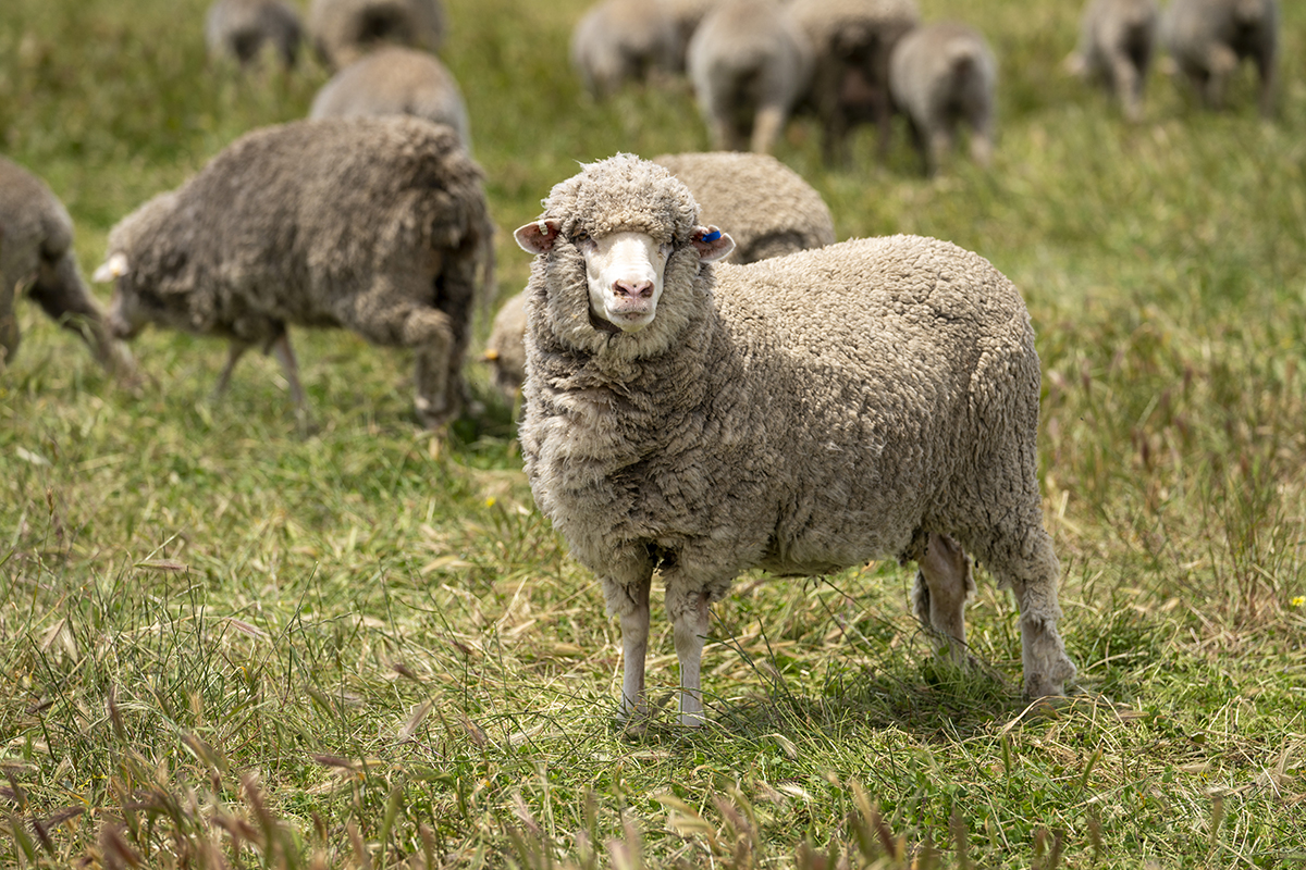 Steven Hobbs utilises data to improve his flock | Meat & Livestock ...