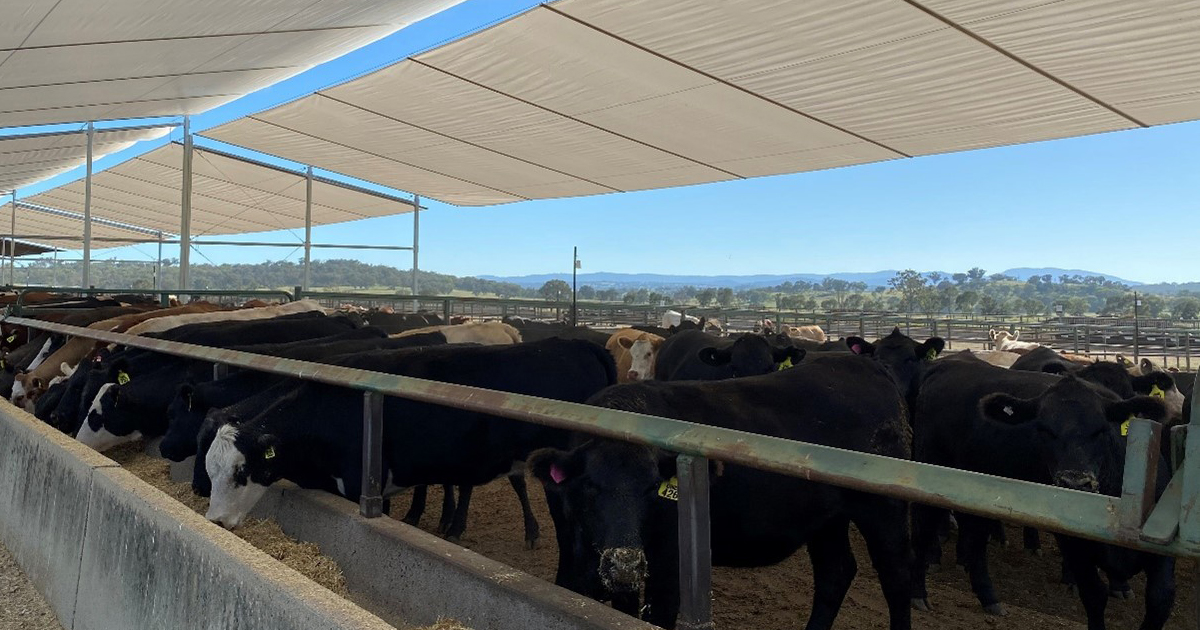 Shade trials in southern feedlots | Meat & Livestock Australia