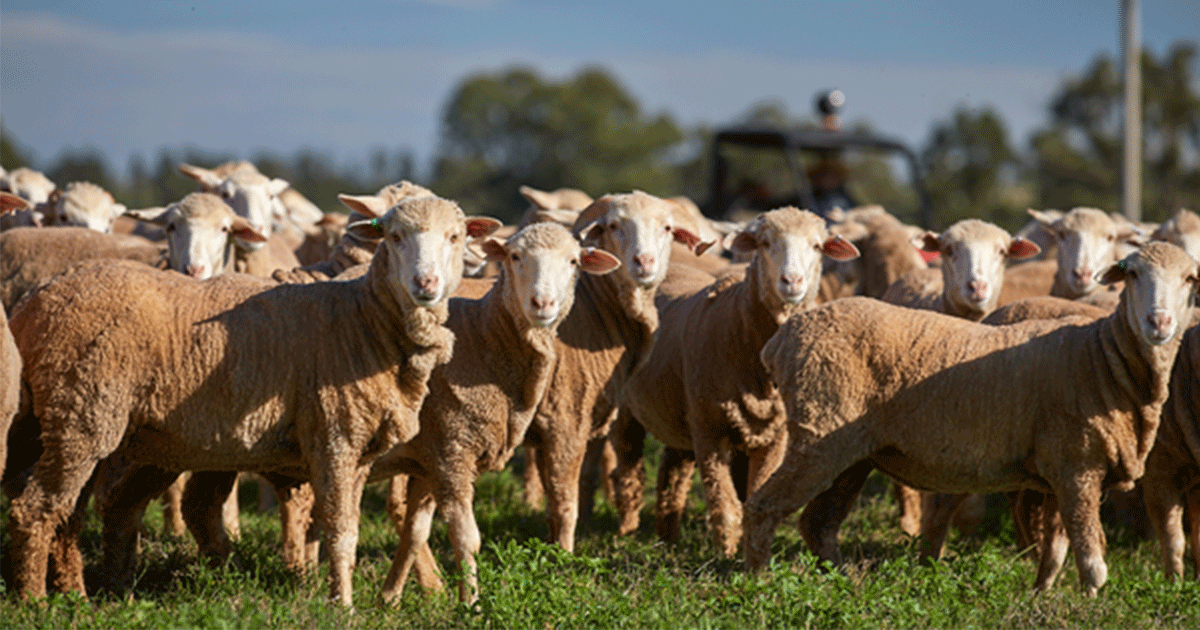 Sheep Projections | Meat & Livestock Australia