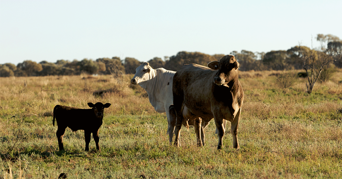 How to wean calves Meat & Livestock Australia