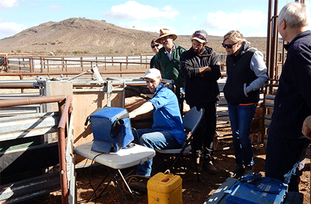 Ewe scanning and management checklist