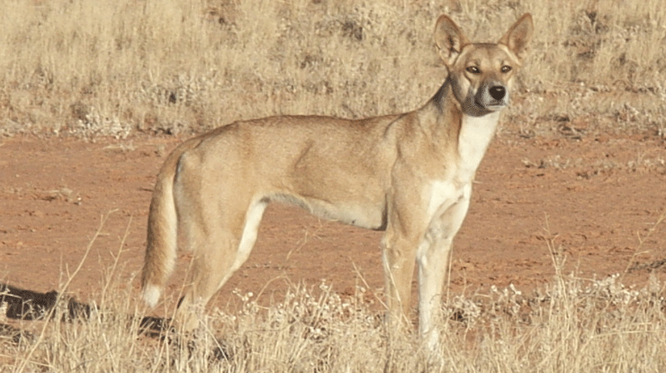 Lære udenad hval Sociologi Feral Friday: reporting back on wild dogs | Meat & Livestock Australia