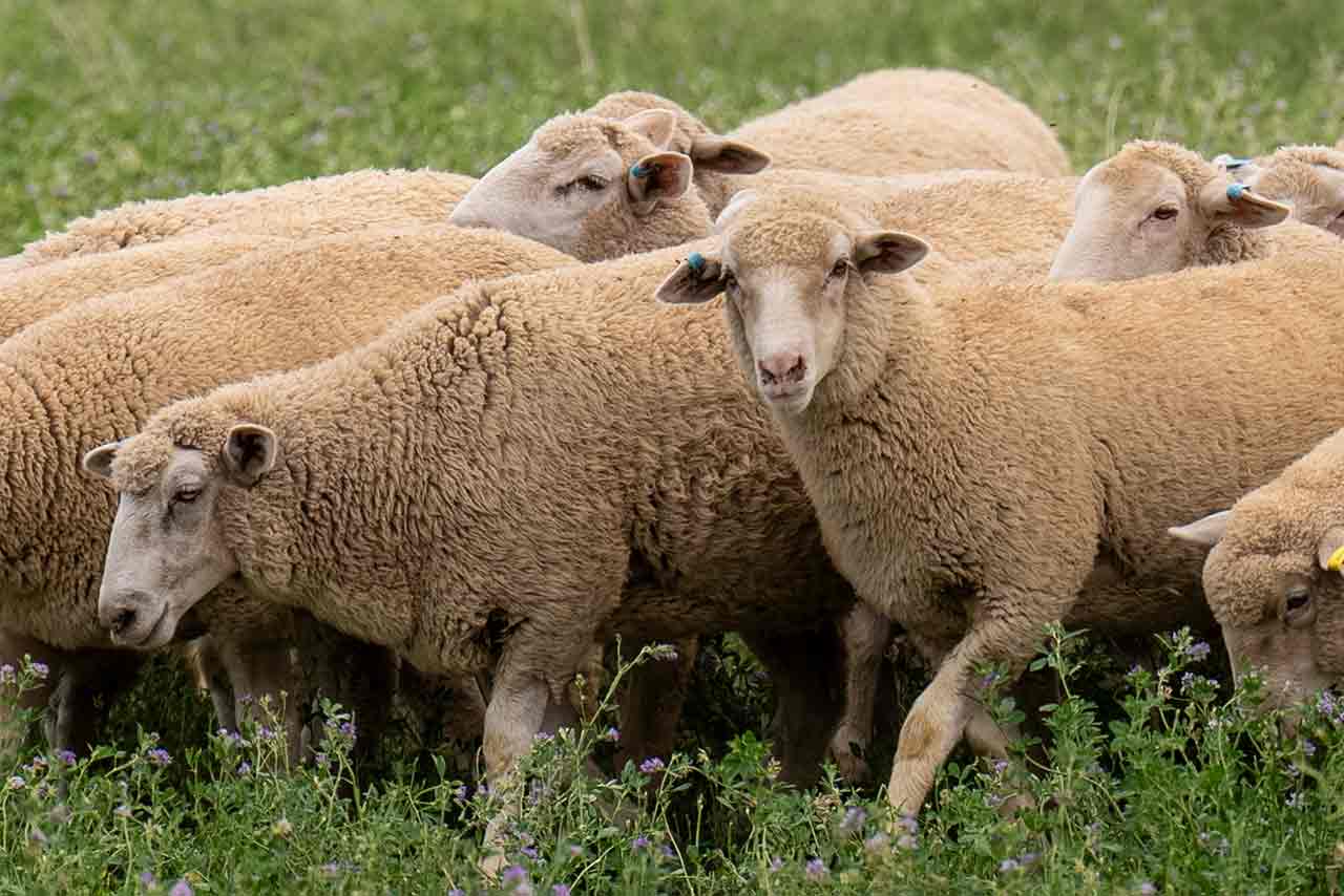 Seasonal trends and supply surge impact sheep prices | Meat & Livestock ...