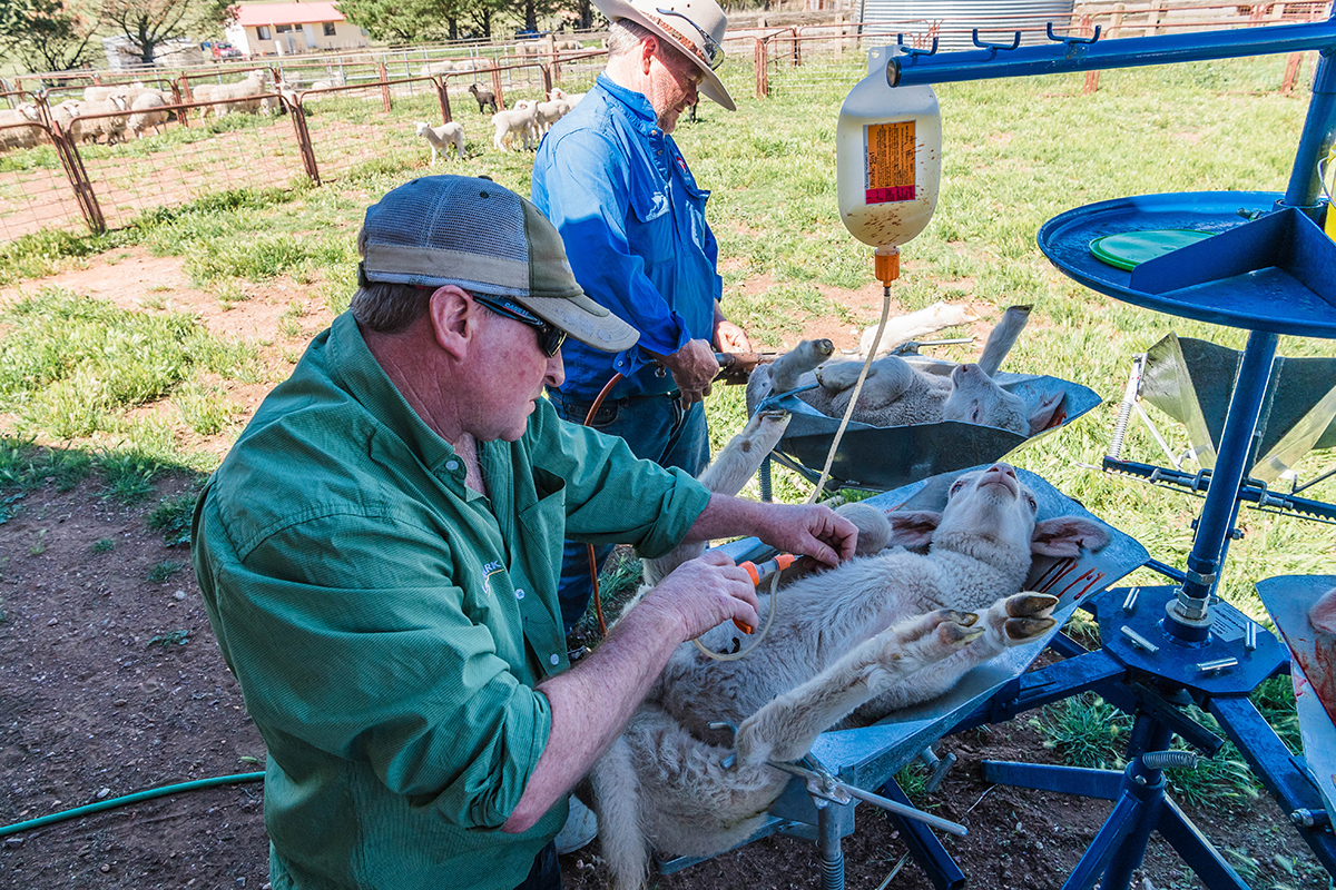 Are you docking to the right length? Meat & Livestock Australia