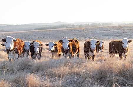 Market access breakthroughs boosting Australian red meat exports