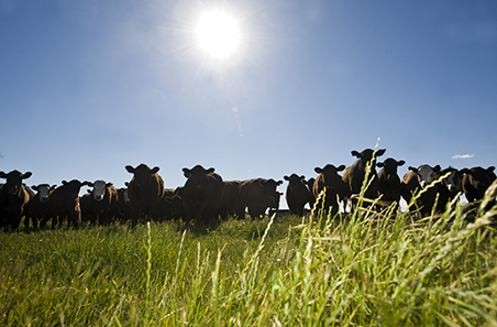 Cattle projections | Meat & Livestock Australia