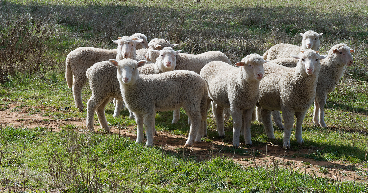 Lamb Price Gap Widens Meat And Livestock Australia