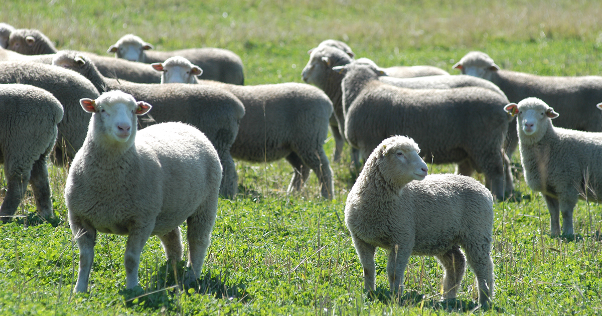 Lamb prices off the boil in 2021 | Meat & Livestock Australia