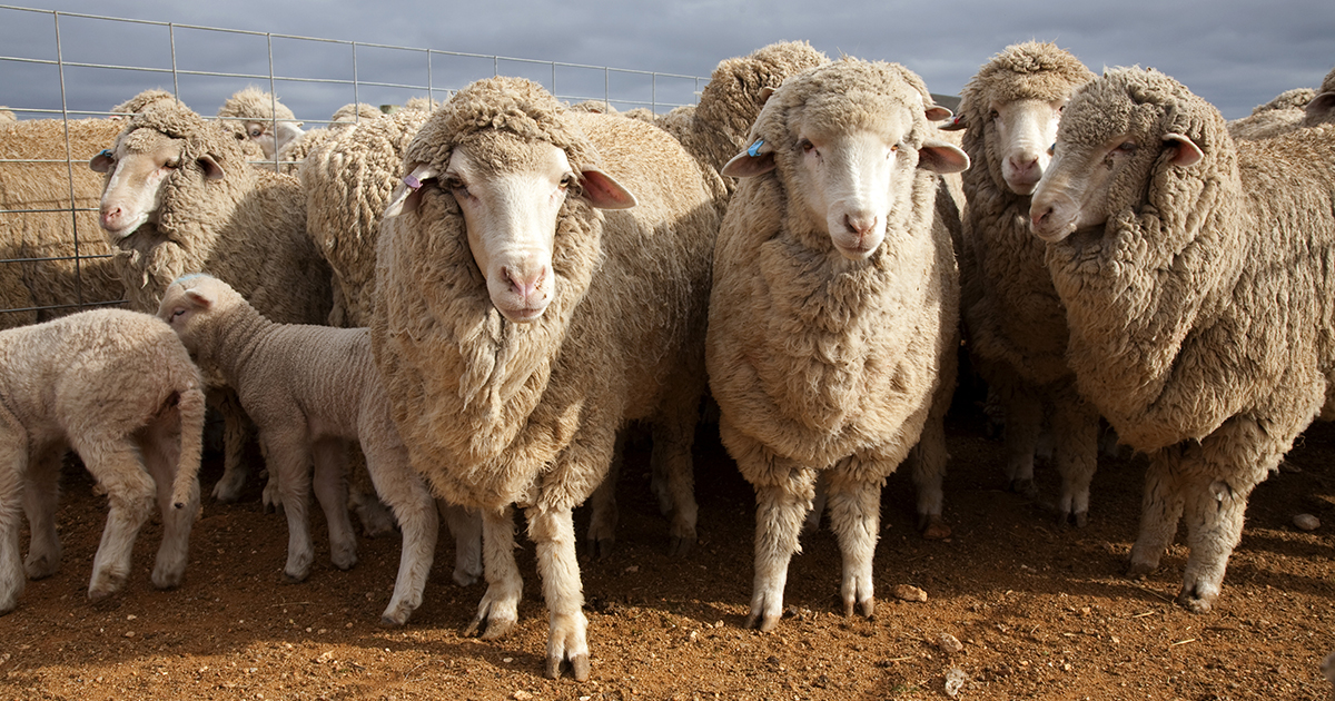 lamb-and-mutton-markets-meat-livestock-australia